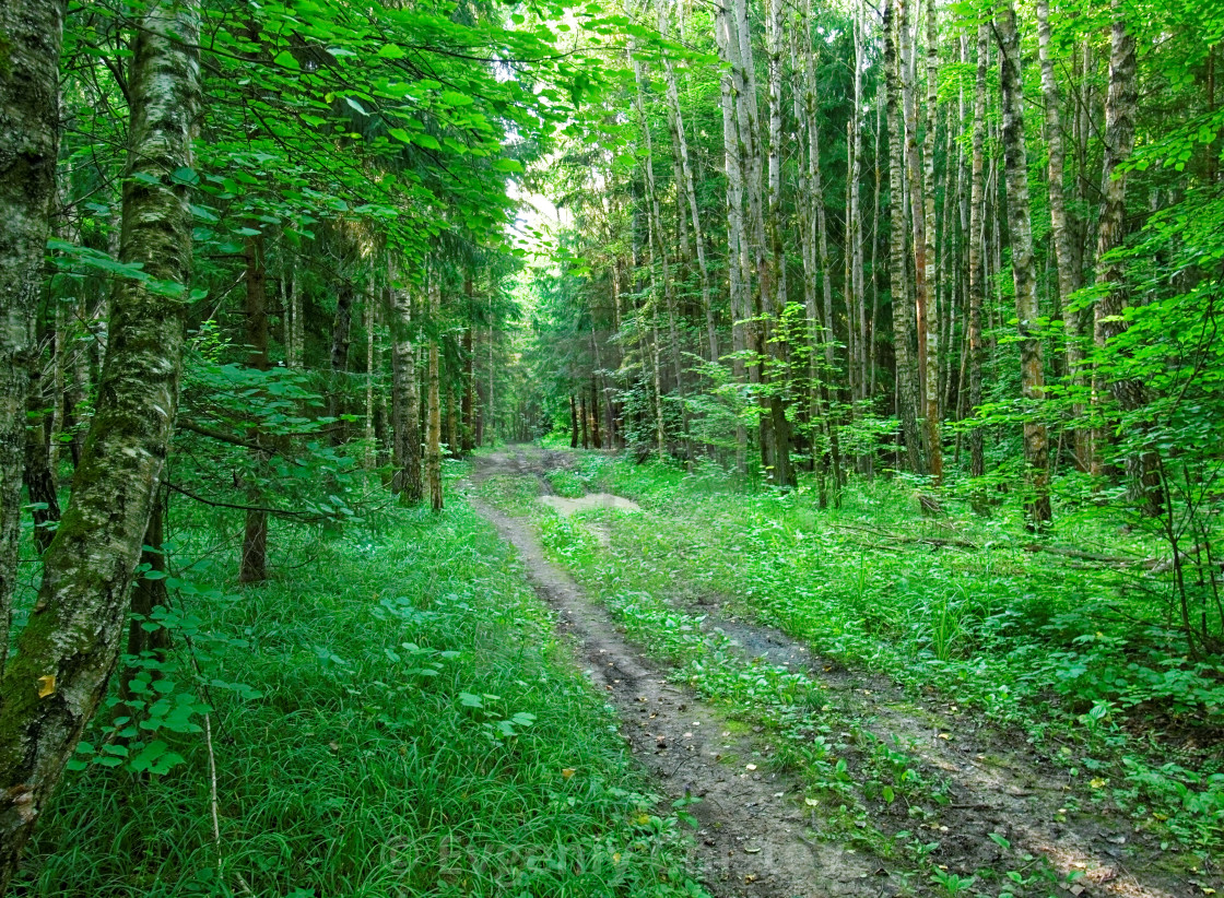 Загорьевский лес Тула